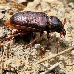 Unidentified Beetle (Coleoptera) at O'Connor, ACT - 9 Jan 2025 by trevorpreston