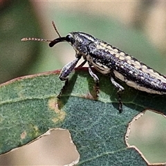 Rhinotia sp. in semipunctata group (A belid weevil) at O'Connor, ACT - 9 Jan 2025 by trevorpreston