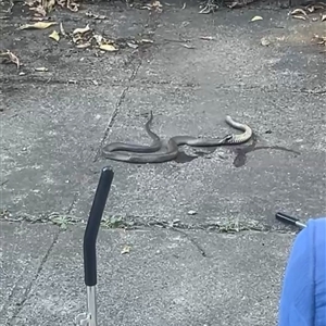 Pseudonaja textilis (Eastern Brown Snake) at Kingston, ACT by txrxfx