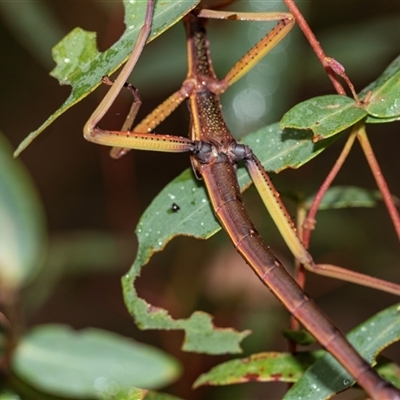 Podacanthus viridiroseus (Red-winged stick insect) at Palerang, NSW - 7 Jan 2025 by AlisonMilton