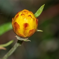 Xerochrysum bracteatum (Golden Everlasting) at Palerang, NSW - 7 Jan 2025 by AlisonMilton