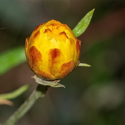 Xerochrysum bracteatum (Golden Everlasting) at Palerang, NSW - 7 Jan 2025 by AlisonMilton