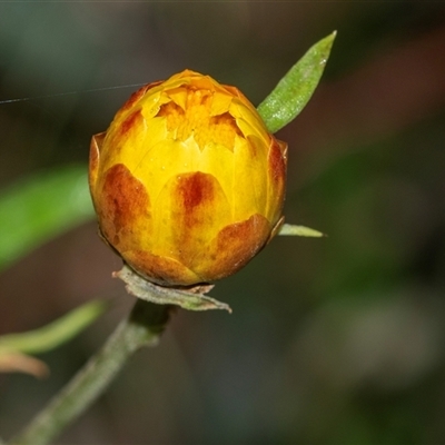 Xerochrysum viscosum at Palerang, NSW - 7 Jan 2025 by AlisonMilton