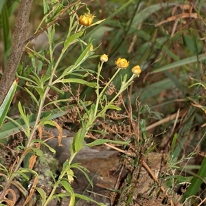 Xerochrysum bracteatum at Palerang, NSW - 7 Jan 2025 03:32 PM