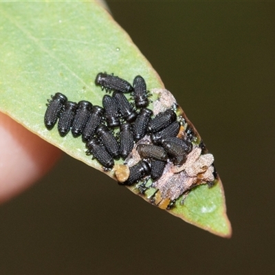 Paropsini sp. (tribe) (Unidentified paropsine leaf beetle) at Palerang, NSW - 7 Jan 2025 by AlisonMilton