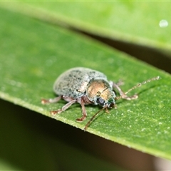 Unidentified Leaf beetle (Chrysomelidae) at Palerang, NSW - 7 Jan 2025 by AlisonMilton