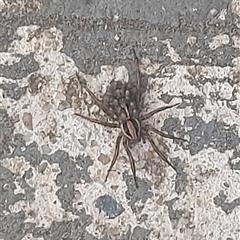 Venatrix sp. (genus) (Unidentified Venatrix wolf spider) at Kambah, ACT - 9 Jan 2025 by GirtsO