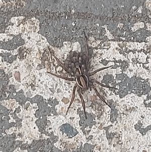 Venatrix sp. (genus) at Kambah, ACT - 9 Jan 2025