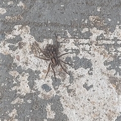 Venatrix sp. (genus) at Kambah, ACT - 9 Jan 2025