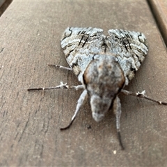 Psilogramma casuarinae (Privet Hawk Moth) at Wanniassa, ACT - 9 Jan 2025 by SandraH