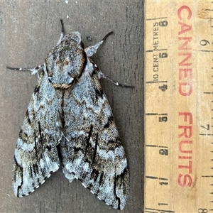 Psilogramma casuarinae at Wanniassa, ACT - 9 Jan 2025