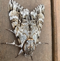 Psilogramma casuarinae at Wanniassa, ACT - 9 Jan 2025