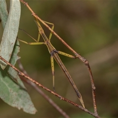 Podacanthus viridiroseus (Red-winged stick insect) at Palerang, NSW - 7 Jan 2025 by AlisonMilton