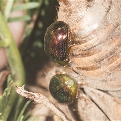 Unverified Leaf beetle (Chrysomelidae) at Bungonia, NSW - 17 Nov 2024 by AlisonMilton