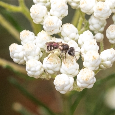 Lasioglossum (Chilalictus) sp. (genus & subgenus) (Halictid bee) at Bungonia, NSW - 17 Nov 2024 by AlisonMilton