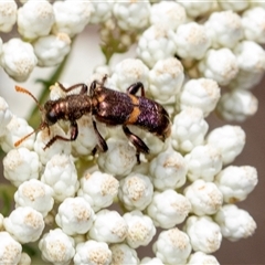 Eleale pulchra (Clerid beetle) at Bungonia, NSW - 17 Nov 2024 by AlisonMilton