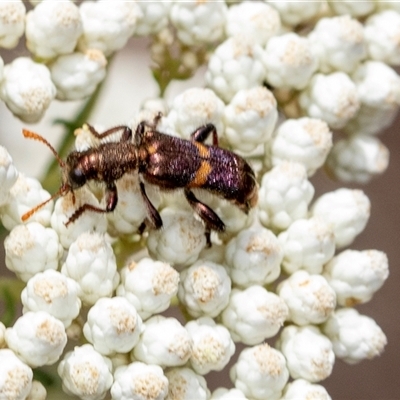 Eleale pulchra (Clerid beetle) at Bungonia, NSW - 17 Nov 2024 by AlisonMilton