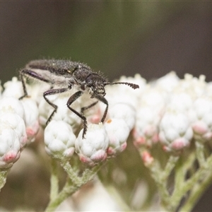 Eleale simplex at Gundary, NSW - 17 Nov 2024 01:17 PM