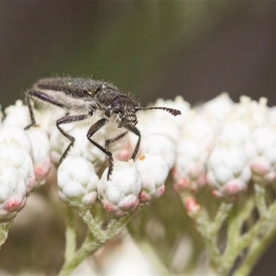 Eleale simplex (Clerid beetle) at Gundary, NSW - 17 Nov 2024 by AlisonMilton