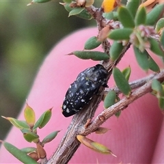 Diphucrania sp. (genus) (Jewel Beetle) at Bungendore, NSW - 9 Jan 2025 by clarehoneydove