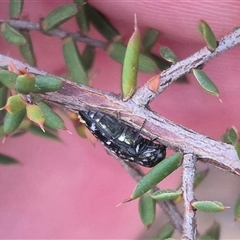 Diphucrania sp. (genus) at Bungendore, NSW - suppressed