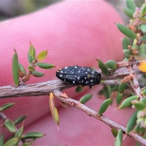 Diphucrania sp. (genus) at Bungendore, NSW - suppressed