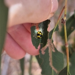 Illeis galbula (Fungus-eating Ladybird) at Bungendore, NSW - 9 Jan 2025 by clarehoneydove