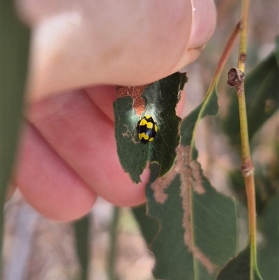 Illeis galbula (Fungus-eating Ladybird) at Bungendore, NSW - 9 Jan 2025 by clarehoneydove