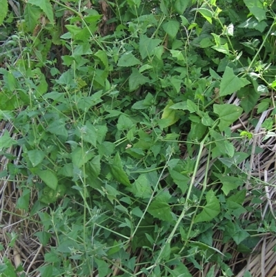 Atriplex prostrata (Hastate Orache) at Melba, ACT - 8 Jan 2025 by pinnaCLE