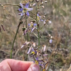 Dianella sp. at Bungendore, NSW - 9 Jan 2025 by clarehoneydove