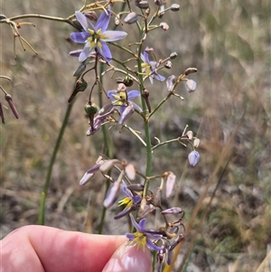 Dianella sp. aff. longifolia (Benambra) (Pale Flax Lily, Blue Flax Lily) at Bungendore, NSW by clarehoneydove