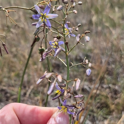 Dianella sp. aff. longifolia (Benambra) (Pale Flax Lily, Blue Flax Lily) at Bungendore, NSW - 9 Jan 2025 by clarehoneydove