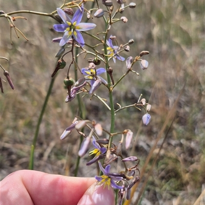 Dianella sp. at Bungendore, NSW - 9 Jan 2025 by clarehoneydove