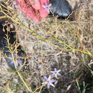 Dianella sp. aff. longifolia (Benambra) at Bungendore, NSW - 9 Jan 2025 03:42 PM