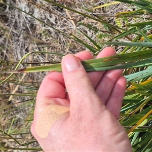 Dianella sp. aff. longifolia (Benambra) at Bungendore, NSW - 9 Jan 2025 03:42 PM