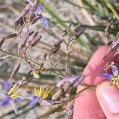 Dianella sp. aff. longifolia (Benambra) at Bungendore, NSW - 9 Jan 2025 03:42 PM