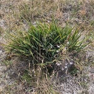 Dianella sp. aff. longifolia (Benambra) at Bungendore, NSW - 9 Jan 2025 03:42 PM