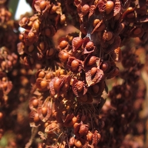 Rumex crispus at Melba, ACT - 8 Jan 2025 02:50 PM