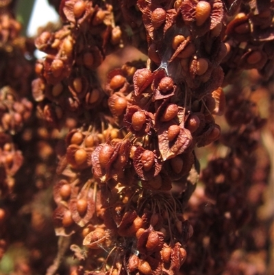 Rumex crispus at Melba, ACT - 8 Jan 2025 by pinnaCLE