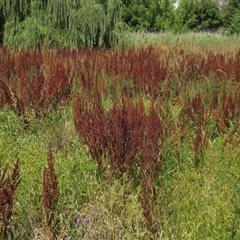 Rumex crispus at Melba, ACT - 8 Jan 2025 02:50 PM