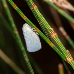 Anzora unicolor (Grey Planthopper) at Bungonia, NSW - 20 Dec 2024 by AlisonMilton