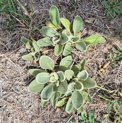 Verbascum thapsus subsp. thapsus (Great Mullein, Aaron's Rod) at Bungendore, NSW - 9 Jan 2025 by clarehoneydove