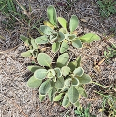 Verbascum thapsus subsp. thapsus at Bungendore, NSW - 9 Jan 2025 by clarehoneydove