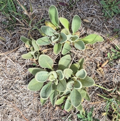 Verbascum thapsus subsp. thapsus (Great Mullein, Aaron's Rod) at Bungendore, NSW - 9 Jan 2025 by clarehoneydove