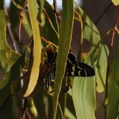 Comocrus behri (Mistletoe Day Moth) at Kambah, ACT - 9 Jan 2025 by DavidDedenczuk