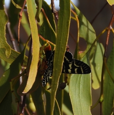 Comocrus behri (Mistletoe Day Moth) at Kambah, ACT - 9 Jan 2025 by DavidDedenczuk