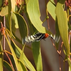 Comocrus behri at Kambah, ACT - 9 Jan 2025 04:52 PM