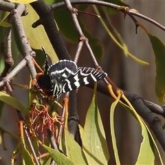 Comocrus behri at Kambah, ACT - 9 Jan 2025 04:52 PM