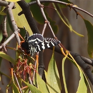 Comocrus behri at Kambah, ACT - 9 Jan 2025 04:52 PM