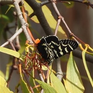 Comocrus behri at Kambah, ACT - 9 Jan 2025 04:52 PM